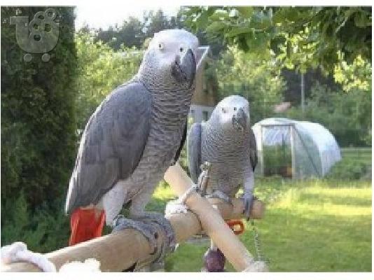 PoulaTo: Καλά εκπαιδευμένοι αξιολάτρευτο παπαγάλοι της Αφρικής Grey για καλές κατοικίες.