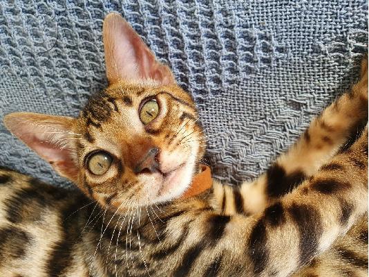 PoulaTo: Εκπληκτικά εγγεγραμμένα γατάκια της Βεγγάλης για πώληση