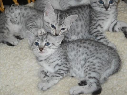 PoulaTo: Silver Egyptian Mau Kittens