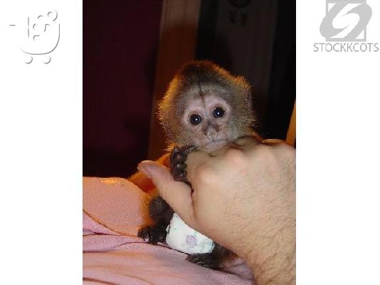 PoulaTo: Υπέροχοι πίθηκοι καπουτσίνων και μαρμοσετών για δωρεάν υιοθέτηση