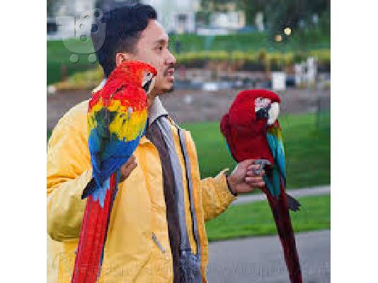 PoulaTo: ένα ζευγάρι κόκκινο μακώ παπαγάλοι:^^