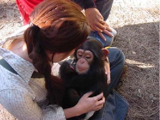 PoulaTo: χαριτωμένο και εξαιρετικό χιμπατζή για υιοθεσία