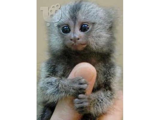 PoulaTo: Χαριτωμένο δάχτυλο μαϊμού να υιοθετηθεί
