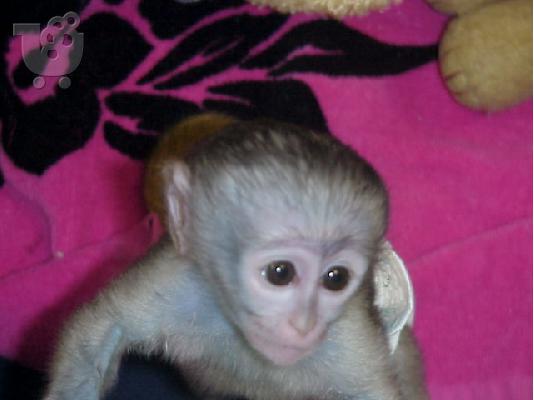 PoulaTo: ιδρώτα μαϊμού καπουκίνος μωρό για πώληση Κερν Τεριέ