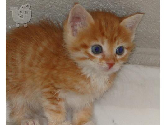 PoulaTo: Χαρίζονται για υιοθεσία τα πανέμορφα γατάκια που βλέπετε στις φωτογραφίες (Θεσσαλονίκη)