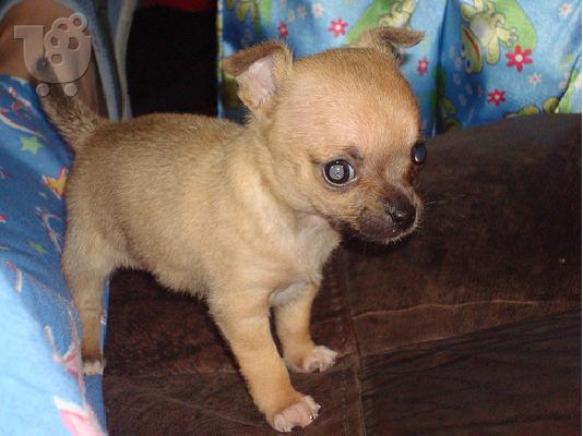 PoulaTo: Chihuahua κουταβακια Παγκ