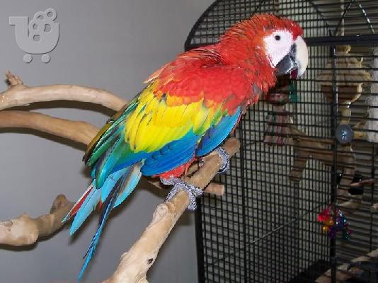 PoulaTo: Scarlet Macaw Parrots