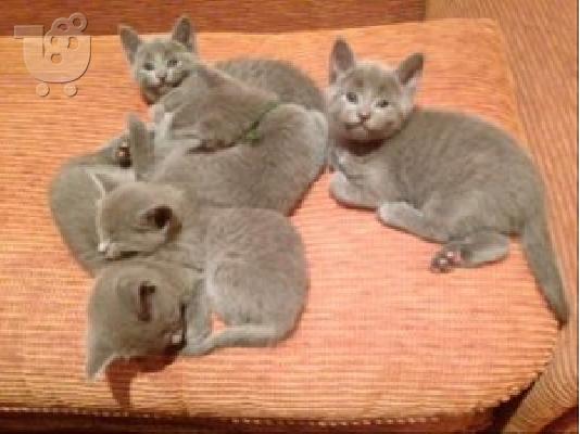 PoulaTo: Ρωσικά μπλε γατάκια έτοιμα για ένα νέο σπίτι.