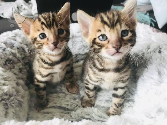 PoulaTo: Η όμορφη Bengal Kitten Gccf είναι εγγεγραμμένη