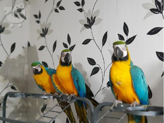 όμορφα μπλε και χρυσά Macaws