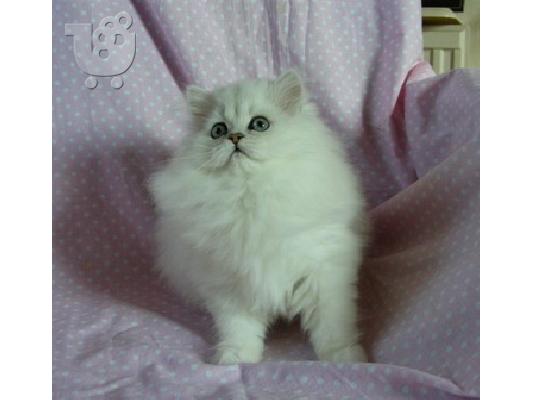 Μειωμένη ...... περσικό γατάκι για υιοθεσία