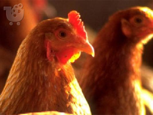 PoulaTo: Κότες Αυγοπαραγωγής