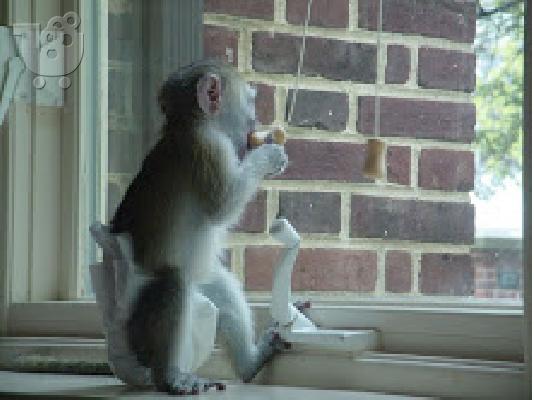 PoulaTo: baby capuchin monkey for 200 euro