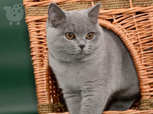 PoulaTo: Βρετανοί γαϊδουράκι γατάκι μπλε χρώμα