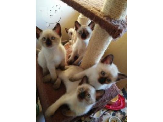 PoulaTo: Σιαμαίοι γατάκια με στίγματα