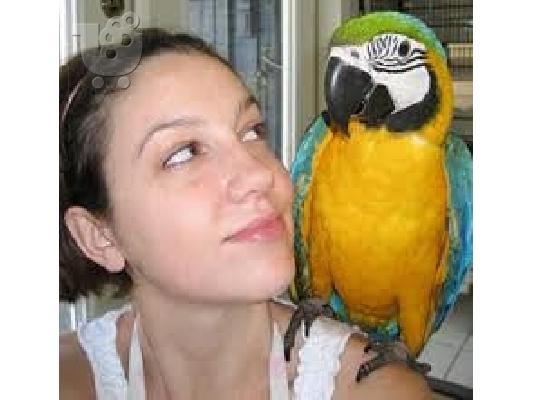 PoulaTo: Υγιεινό ζευγάρι μπλε και χρυσό Macaw για καλό σπίτι