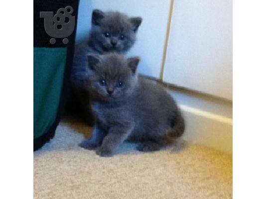 PoulaTo: Όμορφη GCCF Reg Βρετανοί γατάκια Shorthair