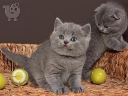 PoulaTo: Βρετανοί γατάκια μικρού μήκους