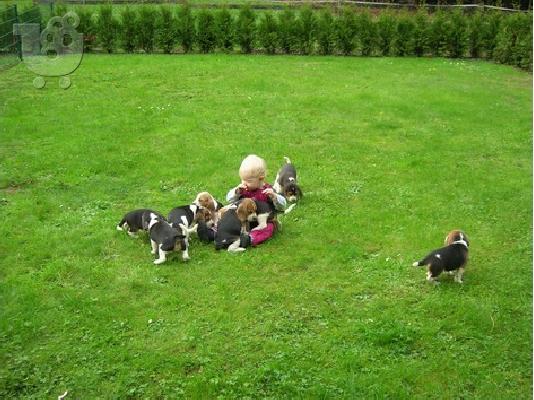 PoulaTo: beagle κουτάβια προς πώληση