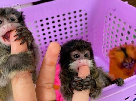 PoulaTo: Χαριτωμένο μωρό μαργαριτάρι μαϊμούδες