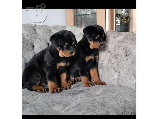 PoulaTo: Rottweiler puppies for sale