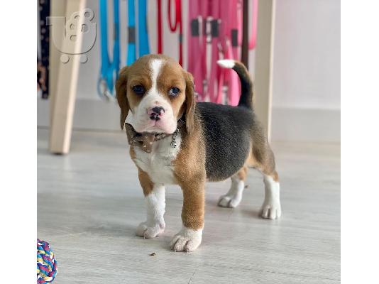 PoulaTo: beagle puppy is now ready for adoption