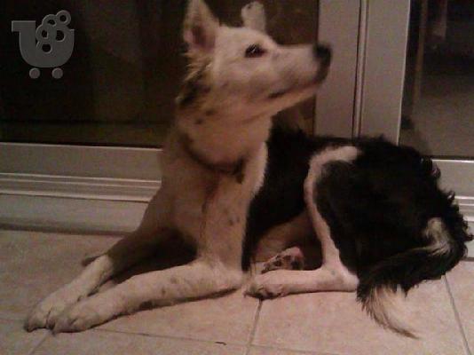 PoulaTo: Βρεθηκε ασπρομαυρο σκυλακι στο Περαμα