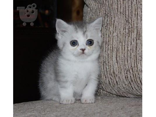 PoulaTo: Αξιολάτρευτα Munchkin Kittens