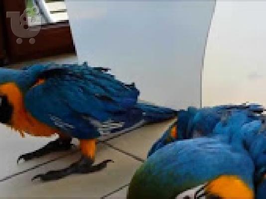 PoulaTo: παπαγάλος με κόκκινα μακώ για 200 €