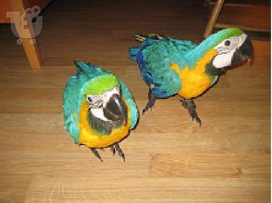 PoulaTo: Scarlet παπαγάλος macaw για 200 ευρώ