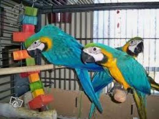 PoulaTo: Όμορφα μωρά Scarlet Macaw με κλουβί