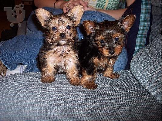 PoulaTo: Male and Female yorkie puppies for adoption