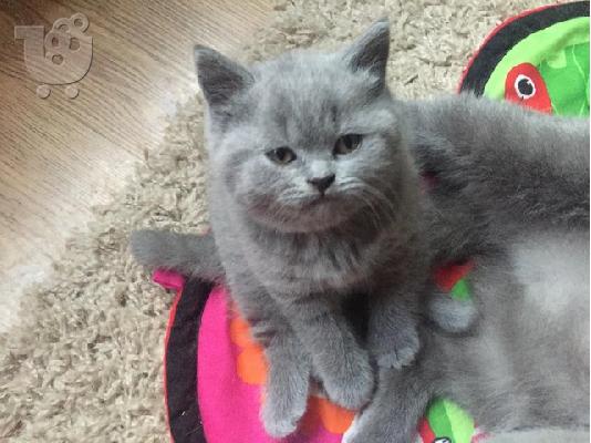 PoulaTo: british shorthair μπλε και λιλά γατάκια για εκ νέου παλιννόστησης