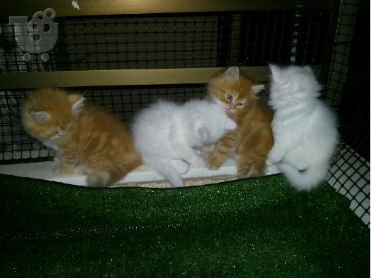 PoulaTo: Πωλούνται γατάκια Περσίας