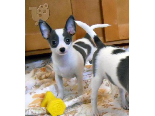 PoulaTo: Πωλουνται Chihuahua κουταβακια
