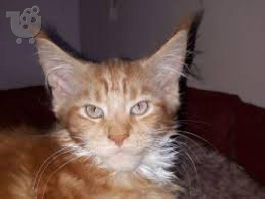 PoulaTo: Διαθέσιμο Maine Coon γατάκια