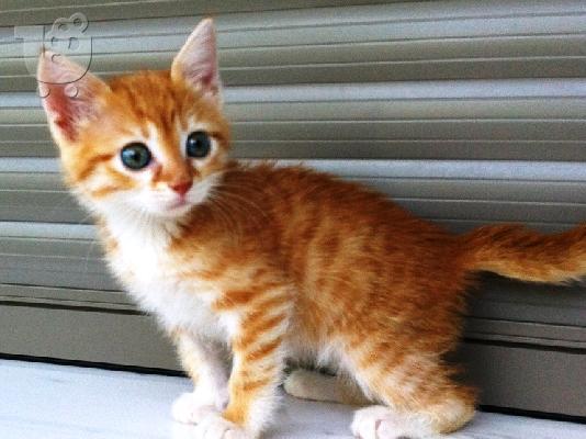 PoulaTo: Χαρίζεται για υιοθεσία τα πανέμορφο θηλυκό γατάκι που βλέπετε στις φωτογραφίες (Θεσσαλονίκη)