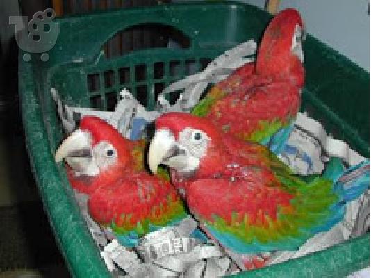 PoulaTo: babies dna tested scarlet macaw parrot