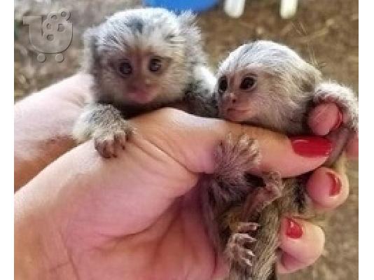 PoulaTo: Καλά εκπαιδευμένοι μαϊμούδες Marmoset
