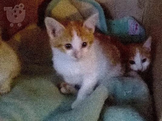 PoulaTo: Χαρίζονται μωρο γατάκια