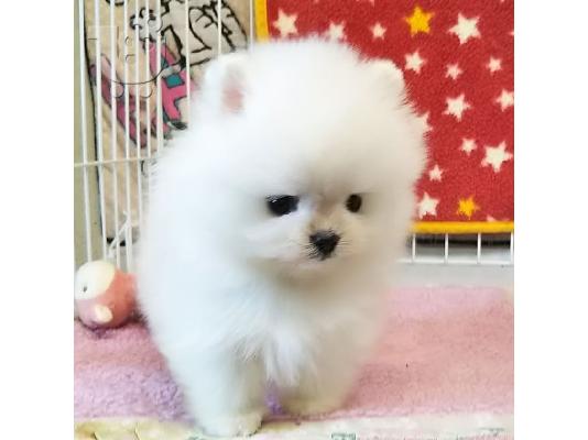 PoulaTo: Γλυκά μικρά λευκά κουτάβια Pomeranian