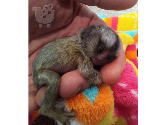 PoulaTo: Finger Baby Marmoset Μαϊμούδες Διατίθενται τώρα