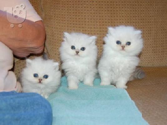 PoulaTo: γατάκια Περσίας