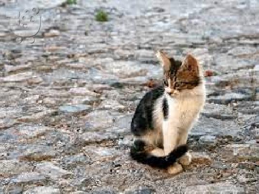 PoulaTo: Βρετανικά αιγαιοπελαγίτικα γατάκια για υιοθεσία (ΔΩΡΕΑΝ).