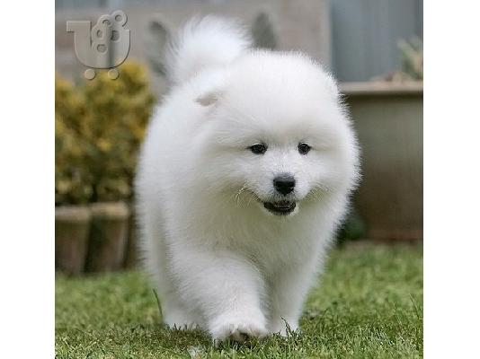 PoulaTo: adoerble samoyed puppy for sale