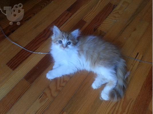 PoulaTo: Πωλείται αρσενικό γατάκι Περσίας 2.5 μηνών