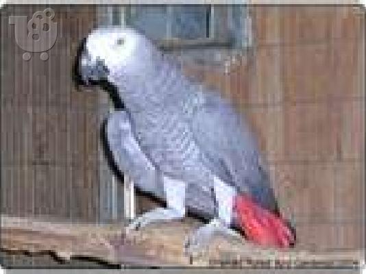 PoulaTo:  Φροντίδα της Αφρικής πτηνά Grey για πώληση αγριοπούλια