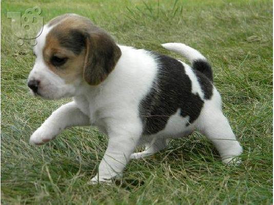 κουτάβια beagle