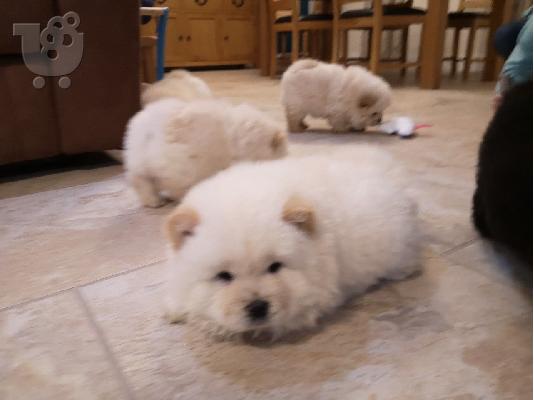 PoulaTo: Chow Chow Σκύλοι και κουτάβια προς πώληση