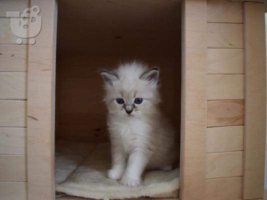Za prodaju sibirske mačke i mačići kontaktirajte preko (whatsapp 32460219218) ili (viber 2...